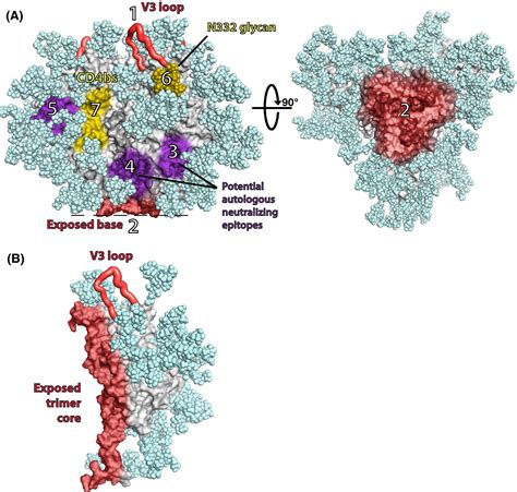 Tfh Cells And HIV BnAbs An Immunodominance Model Of The HIV