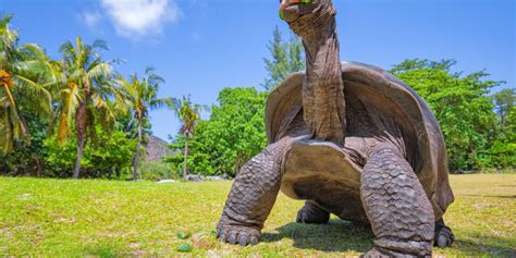 Tortue G Ante Des Seychelles Tortue L Opard Tortue Des Galapagos