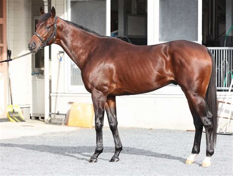 競馬ニュース詳細｜東京サラブレッドクラブ