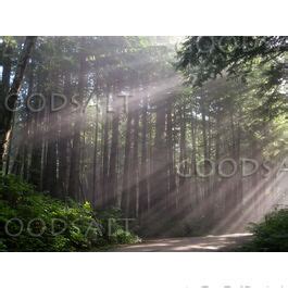 Sun Rays in Forest - GoodSalt