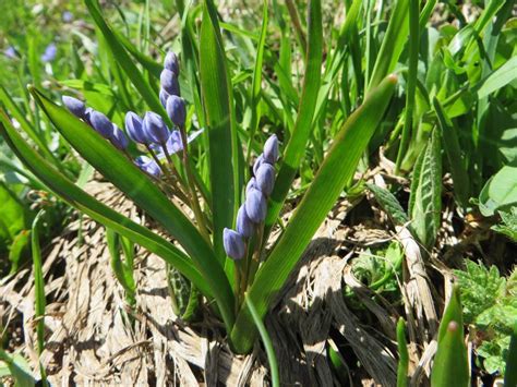 Wirtualny atlas roślin Cebulica dwulistna Scilla bifolia