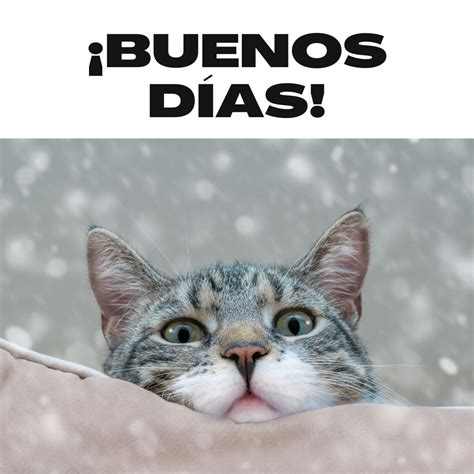 Buenos D As Con Gatitos Para Whatsapp Descarga Gratis