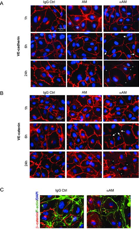 Am And Amr Disengage Ve Cadherin And Disrupt Catenin Distribution