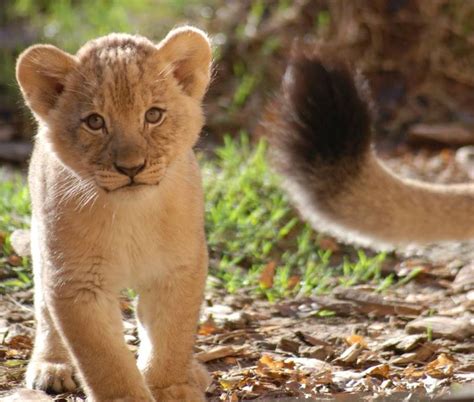 Sacramento Lion Cub Trio Going Public - ZooBorns