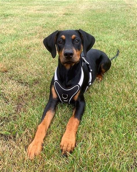 Cane Corso Doberman Mix: Info, Pictures, Facts, FAQs & More