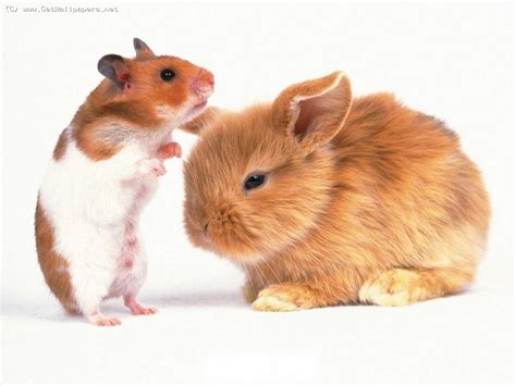 Foto Hasen Hamster Nagetiere Tiere Weißer Hintergrund