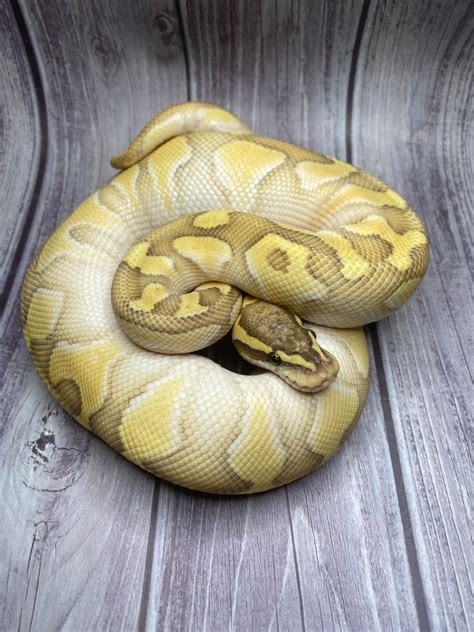 Pastel Butter Enchi Og Ball Python By Atomic Exotics Morphmarket