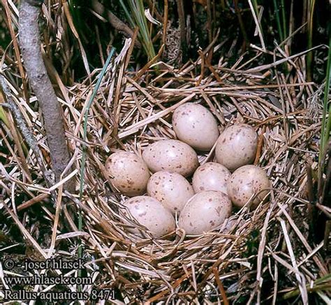 Wodnik Bird Egg Identification Bird Eggs Egg Nest