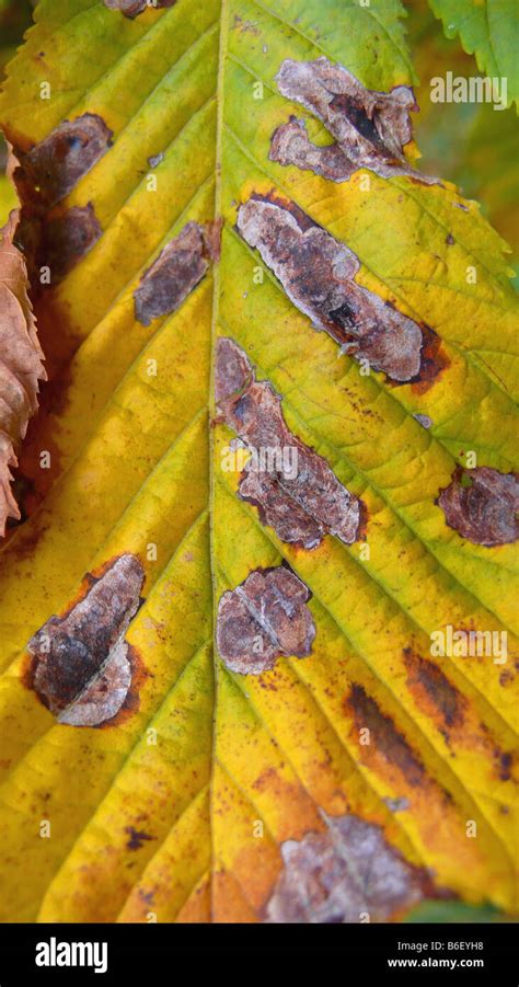 Common Horse Chestnut Aesculus Hippocastanum Plant Disease Horse