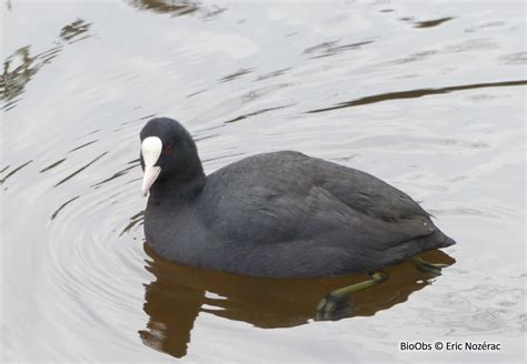 Foulque Macroule Fulica Atra Bioobs