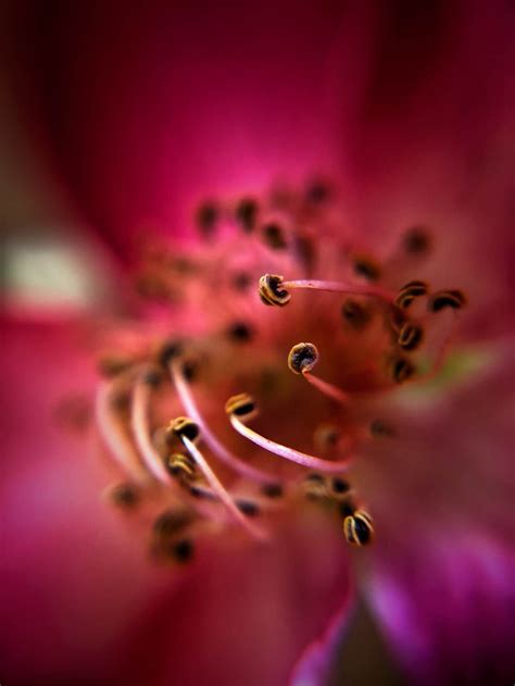 9 Tips For Beautiful Flower Macro Photography On Iphone Macro