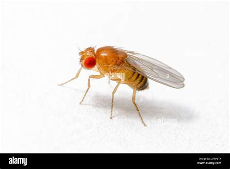 Exótica mosca de la fruta Drosophila Diptera parásito Insecta sobre