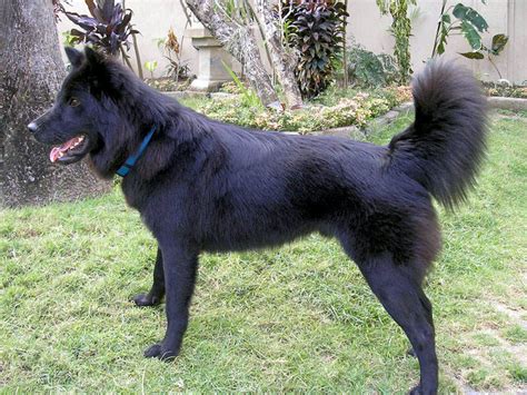 Breeds Dog Kintamani Dog Native Of Indonesia