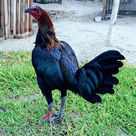 Fotos De Gallos Gallinos Negros Peruanos Imagenes De Gallos