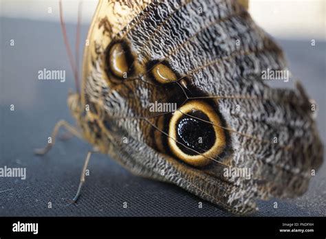 Eye Spot Of A Butterfly Stock Photo Alamy