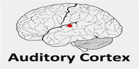 Auditory Cortex - Assignment Point