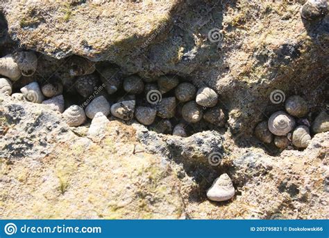 Un Grupo De Caracoles Marinos En Una Roca De La Costa De Mallorca