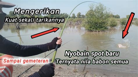 Mengerikan Mancing Nila Di Spot Baru Isinya Nila Babon Semua Spot Di