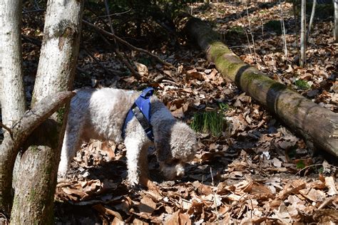 Muere Un Hombre Al Intentar Salvar A Su Perro Que Cay En Una