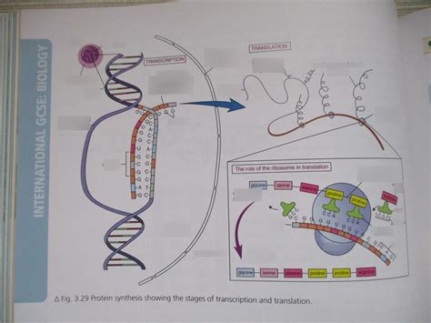 Protein Synthesis Diagram Quizlet