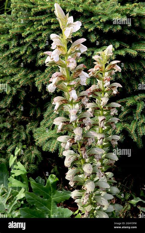 Acanthus Mollis ‘rue Ledan Bears Breeches Rue Ledan Tall Flower