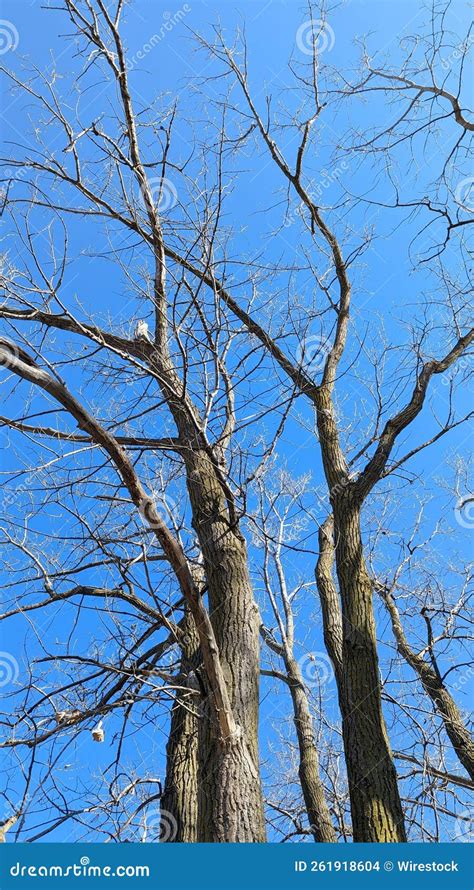 Vertical Low Angle Of Naked Tree Branches Against Against The Blue Sky