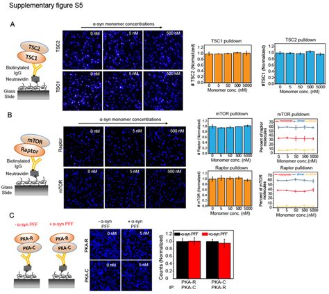 Fig S5 TSC1 TSC2 Complex Is Stable In Presence Of Increasing