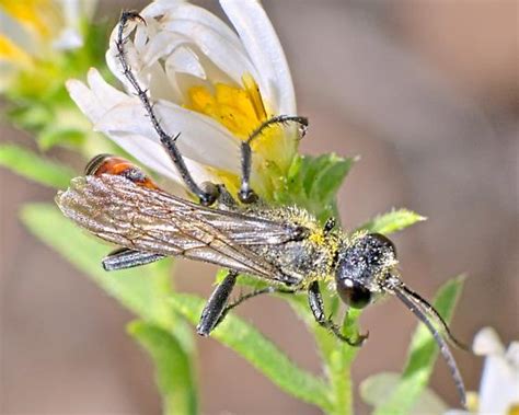 Wasp Mm Prionyx Bugguide Net