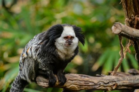 Sagui Esp Cie De Macaco Animais Infoescola