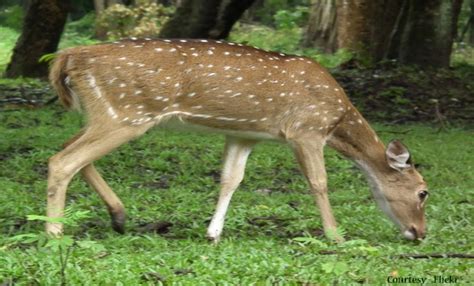 5 Day Trip From Bangalore Ooty Coorg Nagarhole Price Calculator