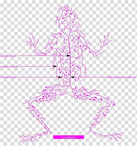 Frog Lymphatic System Nervous System Circulatory System Anatomy Flora