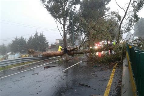 Van 230 árboles Caídos A Causa Del Viento En La Cdmx Máspormás