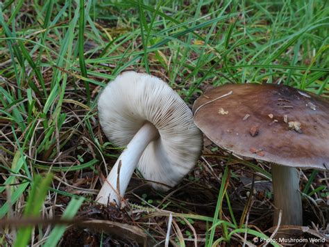 Pluteus Cervinus Mushroom World