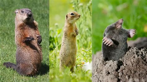 Gopher Vs Groundhog Vs Moles A Side By Side Comparison And Pictures