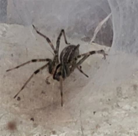 Large Spider With A Funnel Type Web Agelenopsis Bugguide