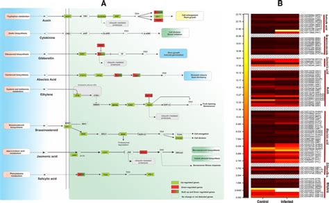 A DEGs Involved In The Plant Hormone Signal Transduction Pathway In