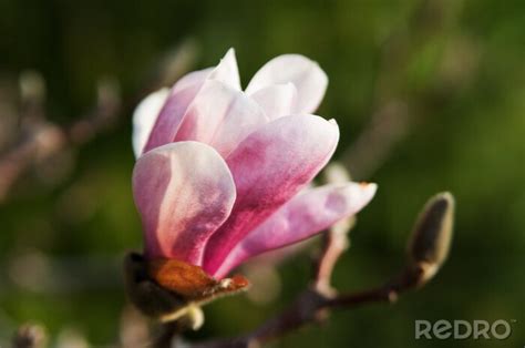 Sticker Rosa Magnolie Im Garten Nach Ma Myredro De