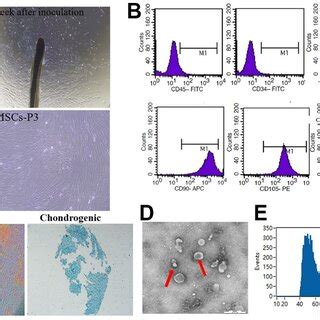 Pdf Hair Follicle Mesenchymal Stem Cell Exosomal Lncrna H Inhibited