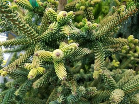 Picea Abies Nidiformis Birds Nest Spruce Achin Back Garden Center