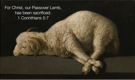 For Christ Our Passover Lamb Has Been Sacrificed 1 Corinthians 5 7 Papanui Baptist Church