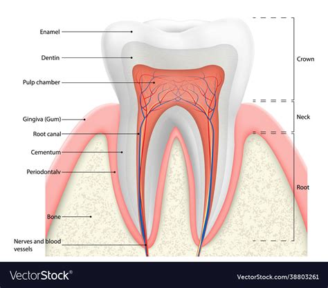 Diagram Of Tooth Anatomy