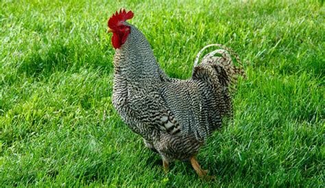 Poultry Profiles: Get to Know the Plymouth Rock Chicken Breed - Hobby Farms