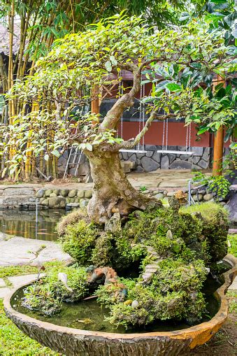 Pohon Bonsai Di Atas Batu Di Halaman Foto Stok Unduh Gambar Sekarang