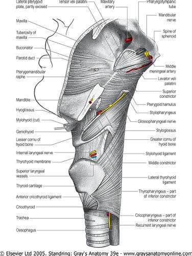 Muscles Of The Soft Palate Flashcards Quizlet