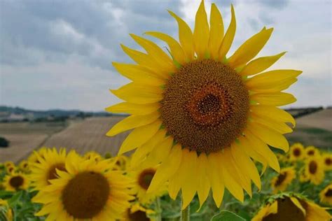 Pin Di Kenny Velis Su Girasoles Girasoli Fiori