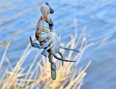 How To Catch Crabs Local Life Hilton Head Island And Bluffton