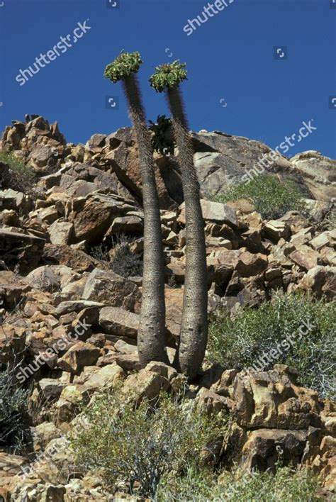 Desert Vegetation Halfmens Pachypodium Namaquanum Vioolsdrift Editorial