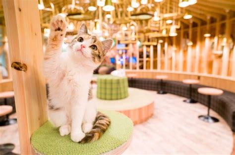 Cat Cafe Mocha Akihabara Chiyoda 2021 All You Need To Know Before