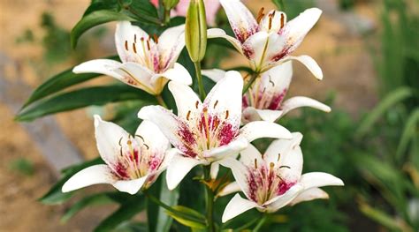 How To Plant Grow And Care For Asiatic Lilies