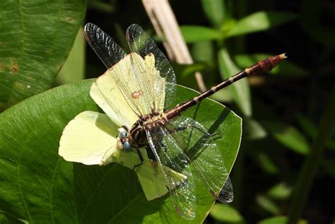 Russet Tipped Clubtail Project Noah